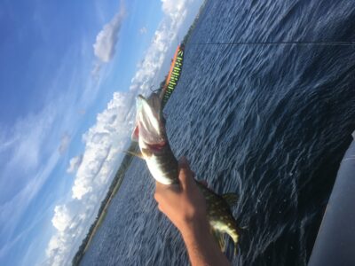 Northern Pike