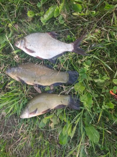 Tench ×2