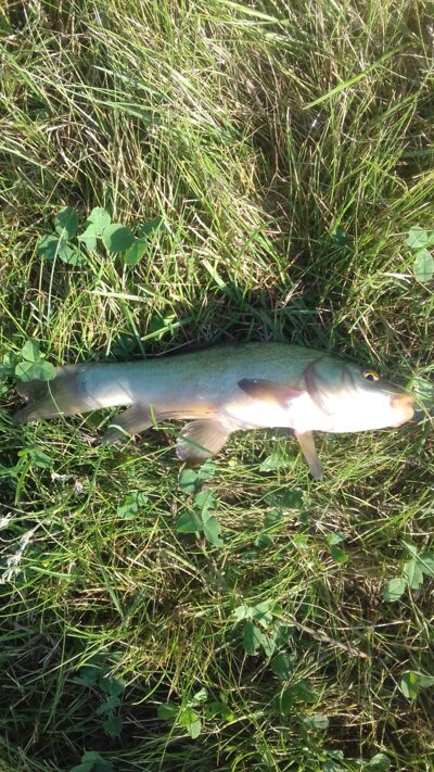Tench