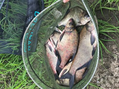 Carp bream
