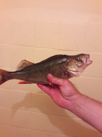Eurasian perch, 0.8 kg — Kražantė