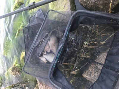Carp bream