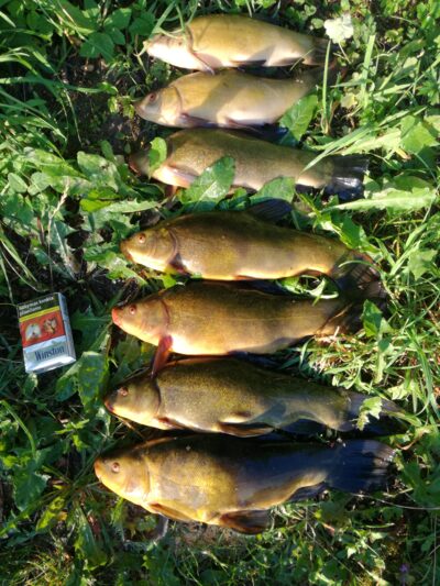 Tench ×7