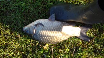 Prussian carp, 1.8 kg — Valiulių