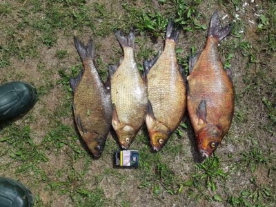 Carp bream ×4