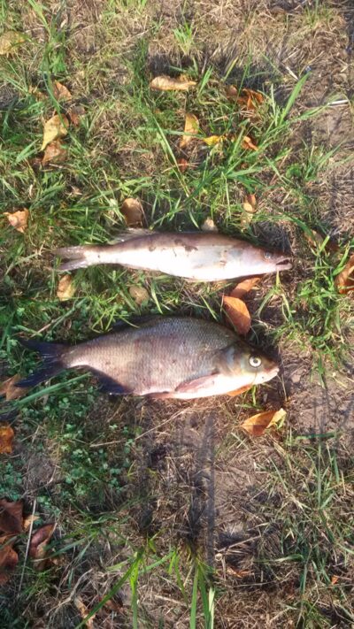 Carp bream — Ekrano gamyklos