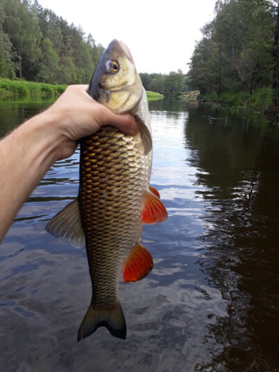 chub, 1.2 kg — Šventoji