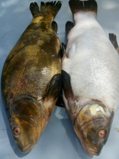 Tench
