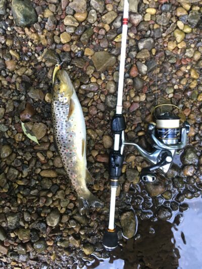 Brown Trout