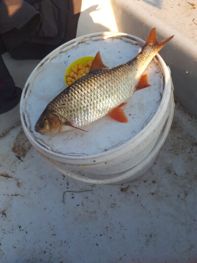 Roach, 0.5 kg