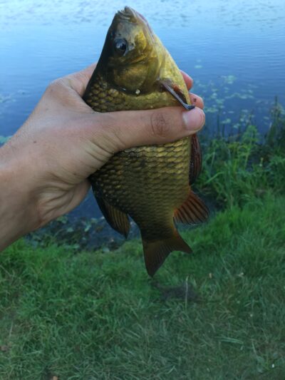 Crucian carp, 0.1 kg — Leliūnų