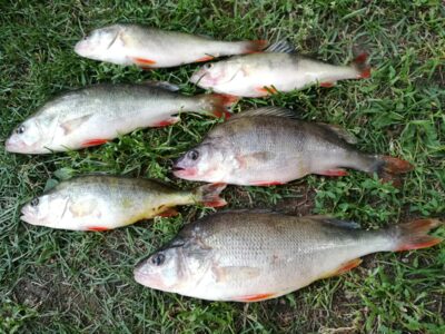 Eurasian perch ×6