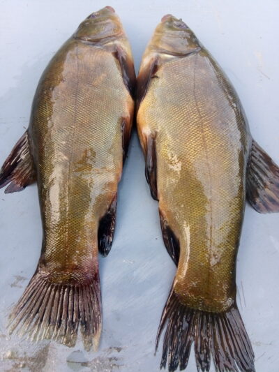 Tench ×2
