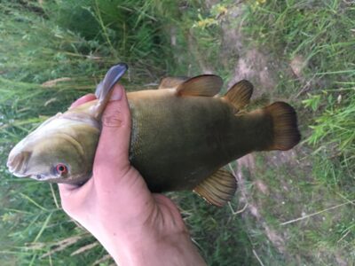 Tench, 0.4 kg