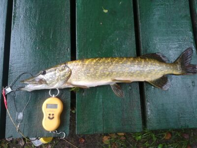 Northern Pike