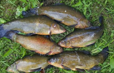 Tench ×6