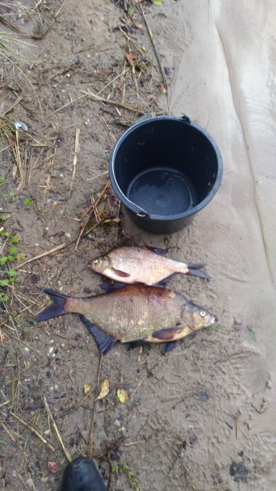 Carp bream ×2 — Skaistis