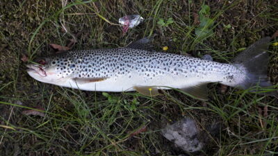 Brown Trout, 1.1 kg