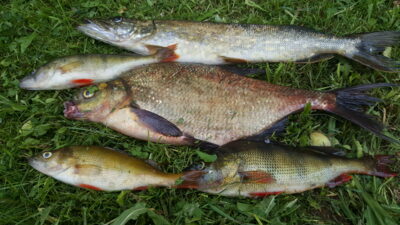 Carp bream