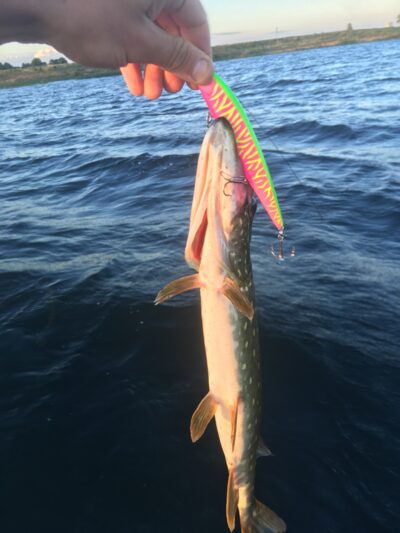 Northern Pike