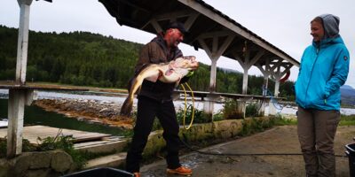 Atlantic cod, 20.0 kg