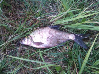 Carp bream, 0.7 kg — Kaunas reservoir