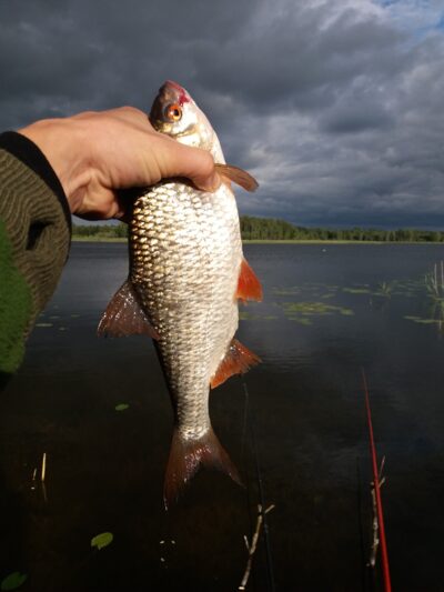 Roach, 0.8 kg