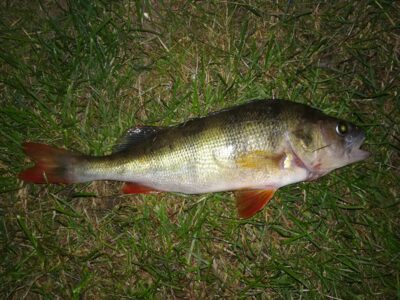 Eurasian perch, 0.3 kg