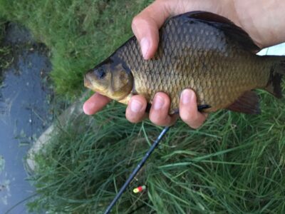 Crucian carp, 0.2 kg — Leliūnų