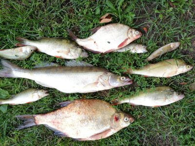 Carp bream ×2