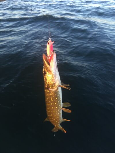 Northern Pike