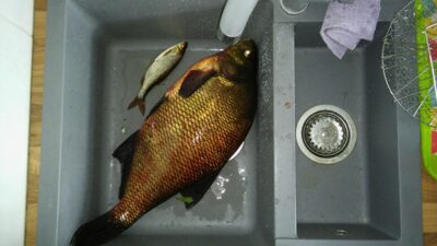 Carp bream, 2.6 kg — Dringis
