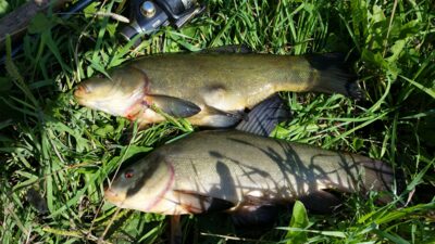 Tench ×2