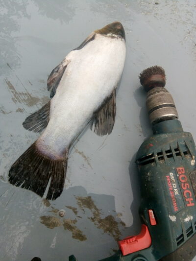 Tench
