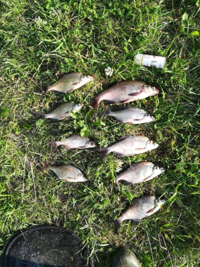 Carp bream ×9 — Bublių