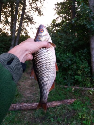 Roach, 0.9 kg