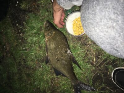 Carp bream, 1.1 kg — Rubikių