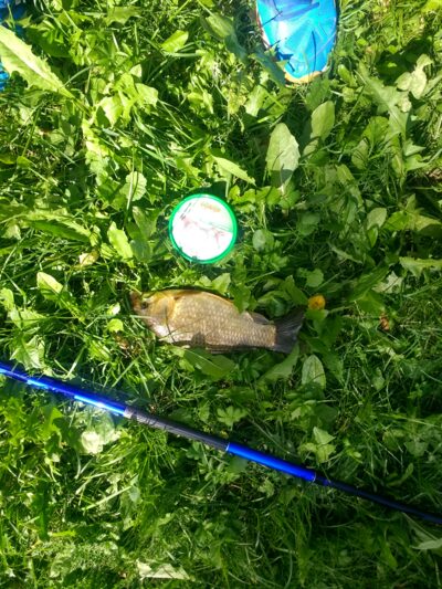 Crucian carp ×2