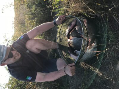 Carp bream