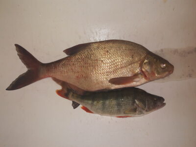 Carp bream, 1.8 kg — Karklėnų