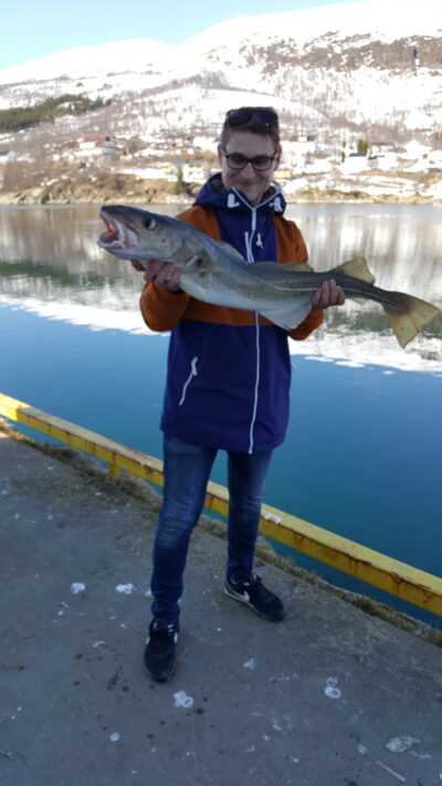 Atlantic cod, 4.4 kg