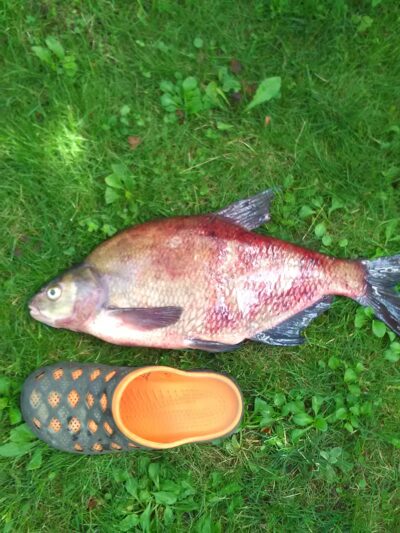 Carp bream, 2.7 kg — Kaunas reservoir