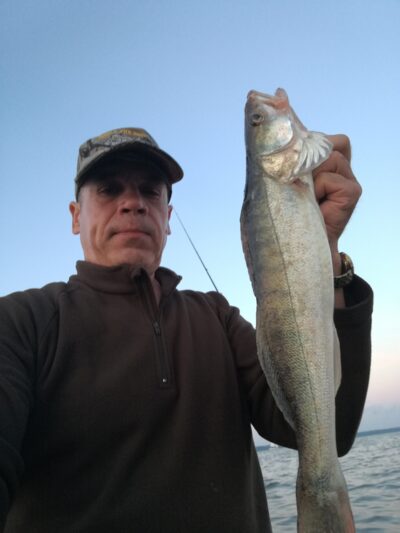 Pike perch, 1.1 kg