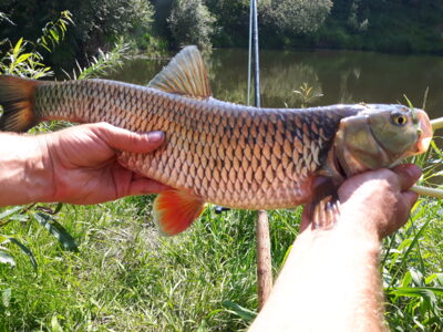 chub, 1.4 kg — Minija