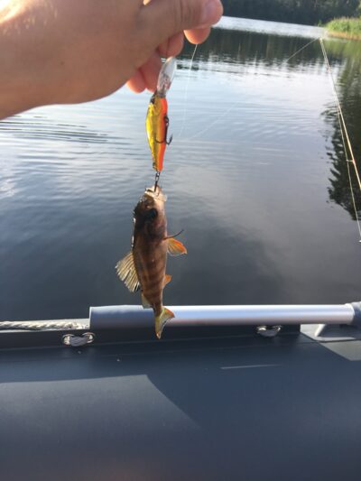 Eurasian perch