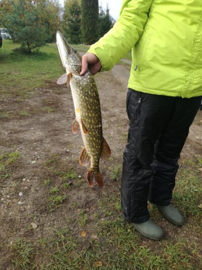 Northern Pike, 3.2 kg