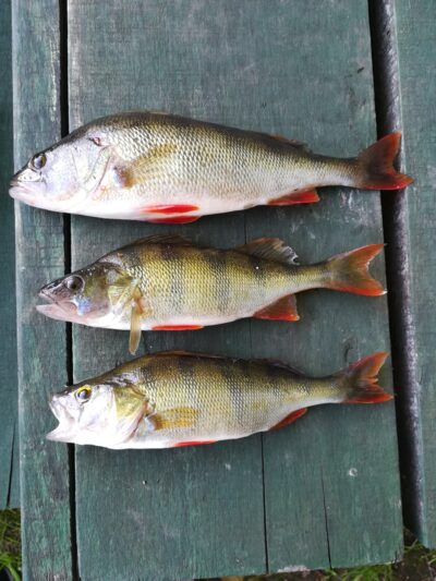 Eurasian perch ×3