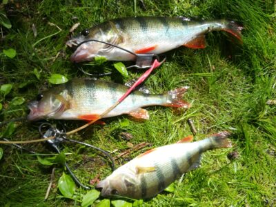 Eurasian perch ×3