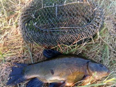 Tench, 1.2 kg