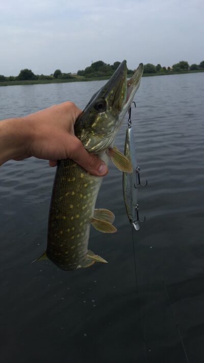 Northern Pike
